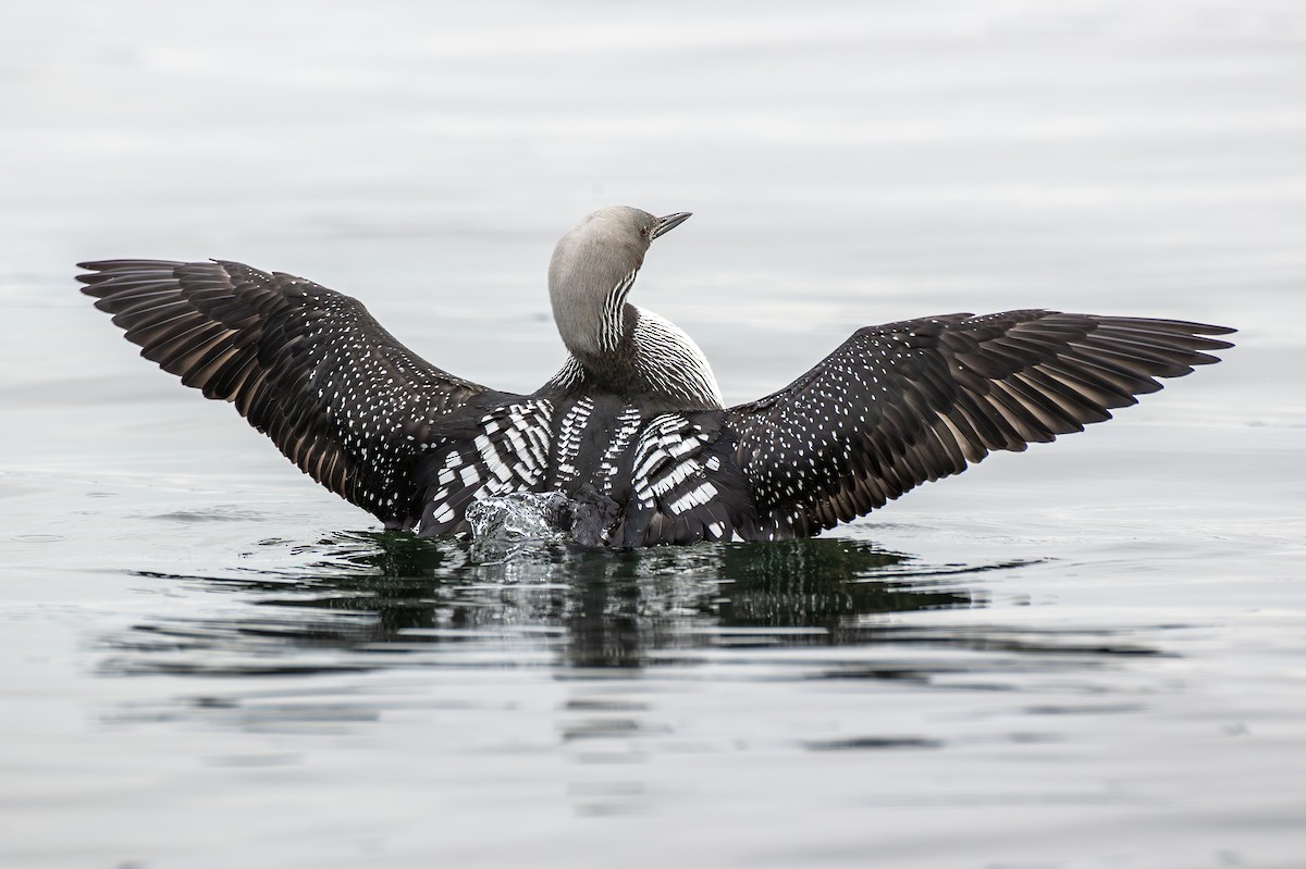 Pacific Loon - Janine Schutt