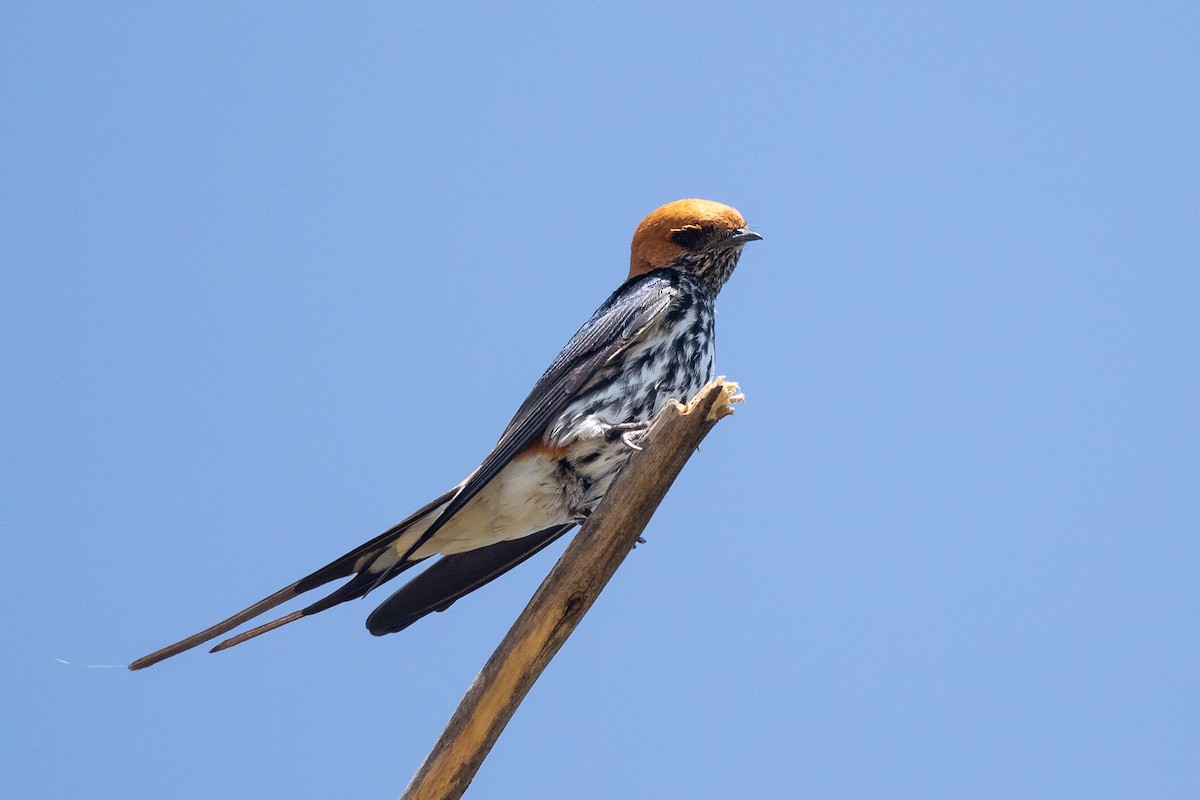 Lesser Striped Swallow - ML635590300