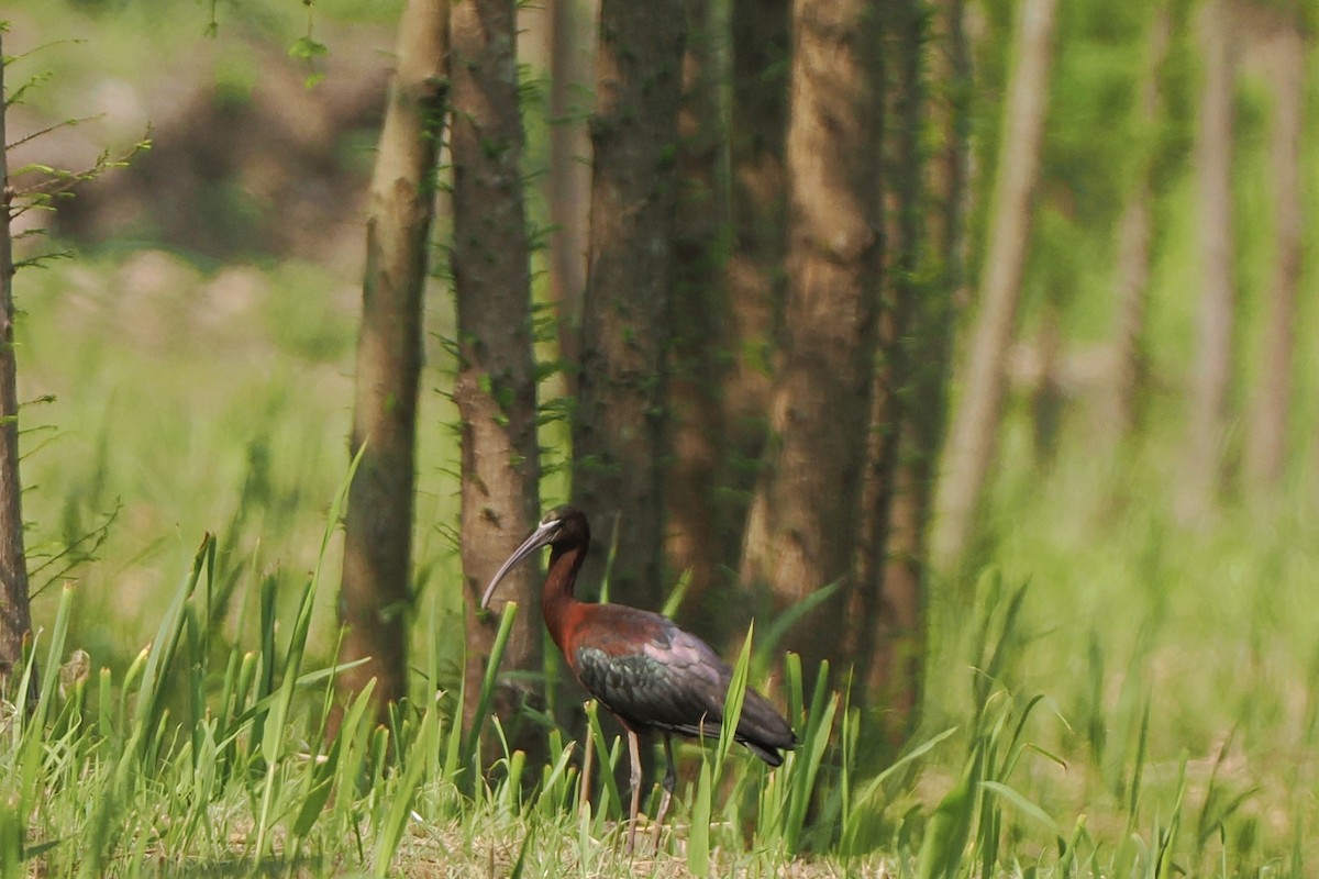 Glossy Ibis - ML635590324