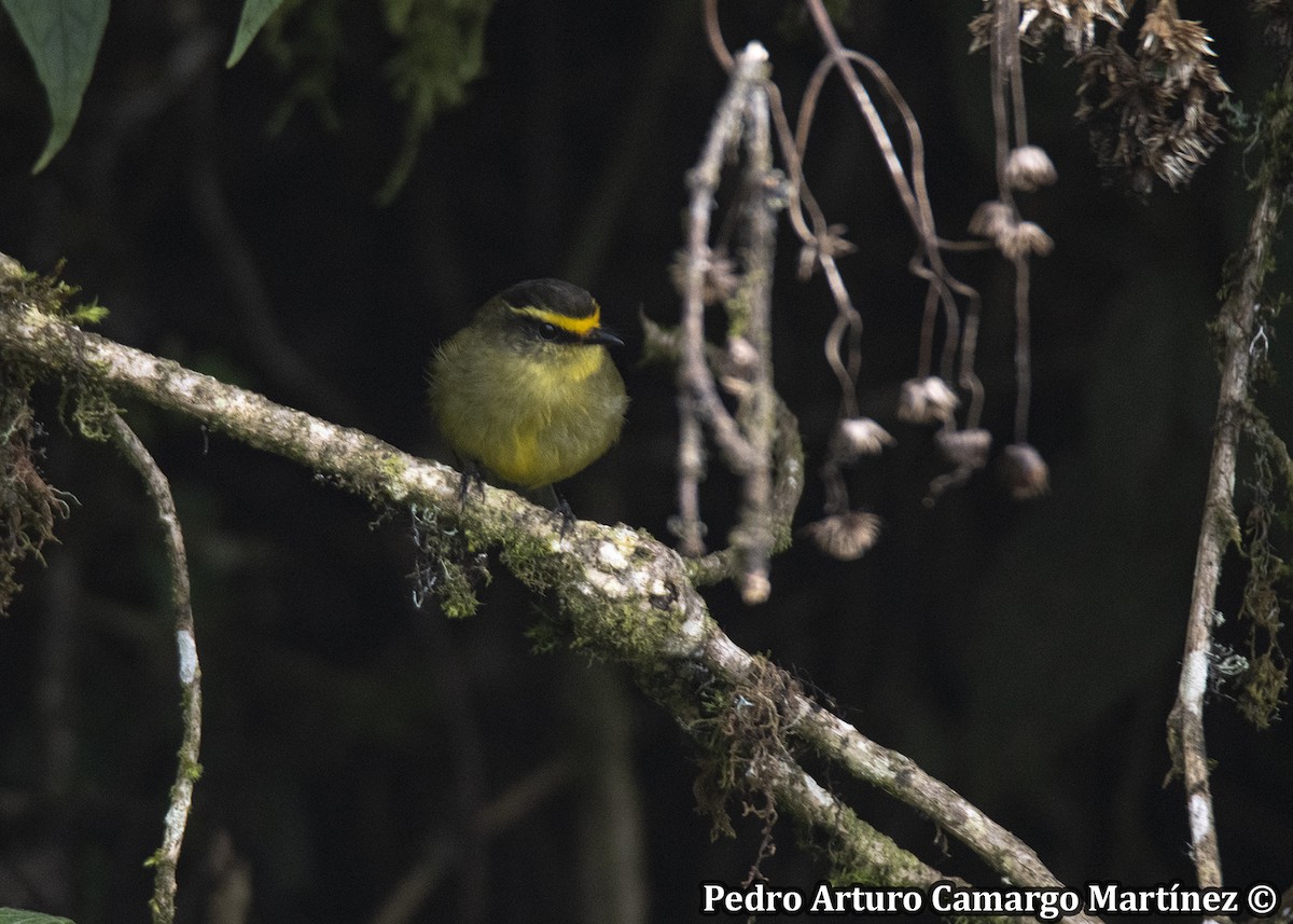 Yellow-bellied Chat-Tyrant - ML635590449