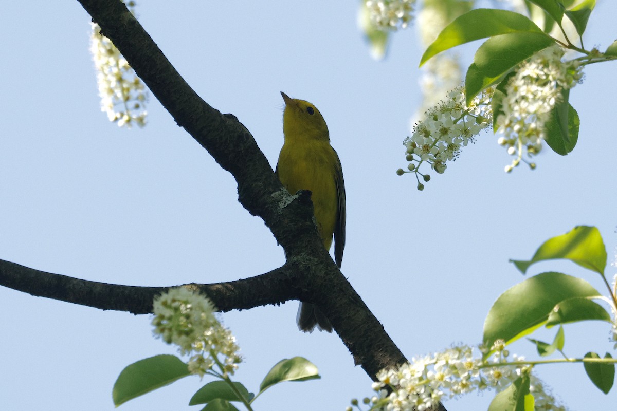 Wilson's Warbler - ML635590488