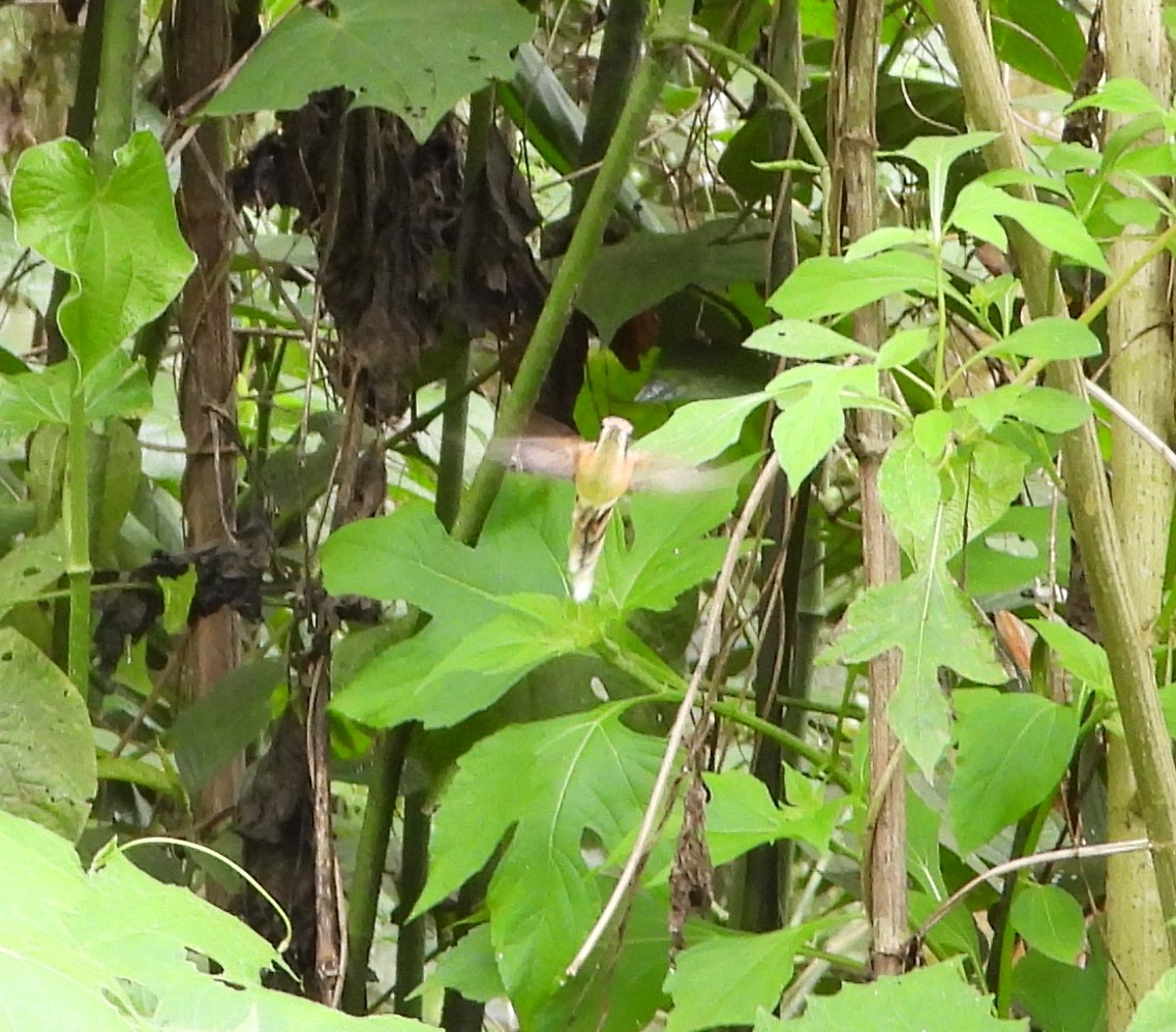 Stripe-throated Hermit - ML635590505