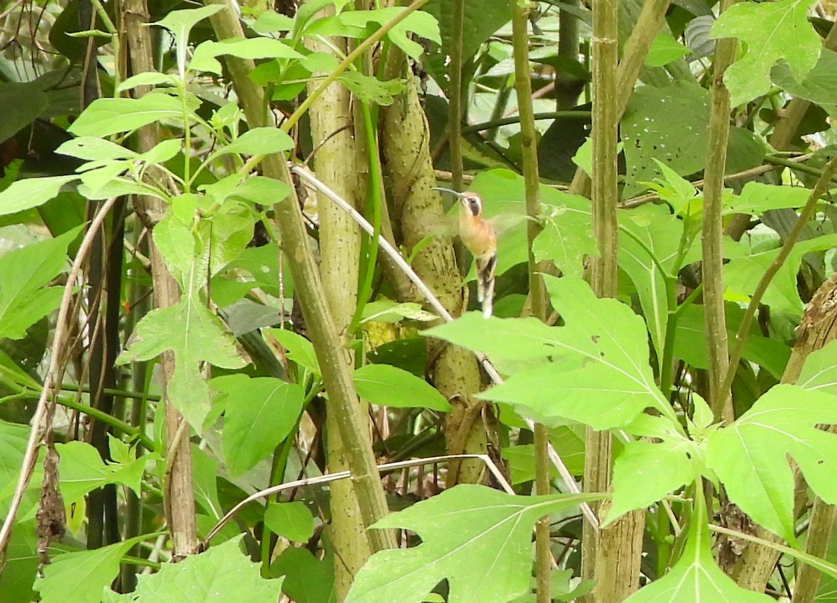 Stripe-throated Hermit - ML635590506