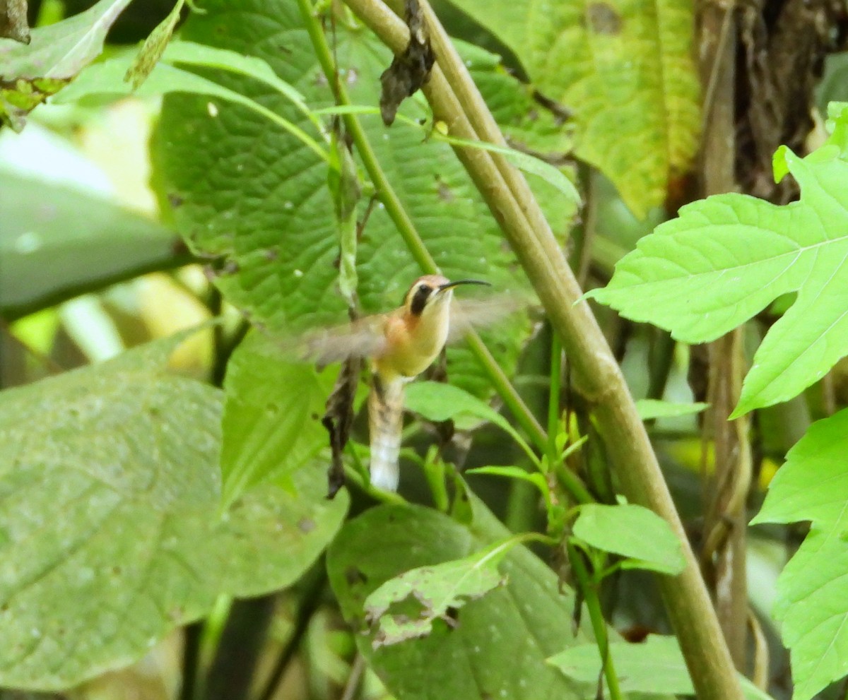 Stripe-throated Hermit - ML635590507