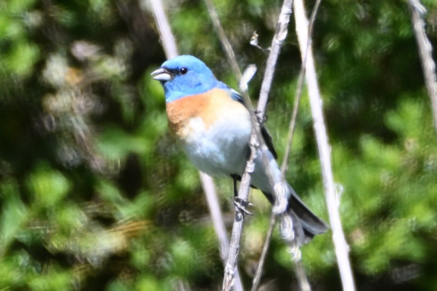 Lazuli Bunting - ML635590574