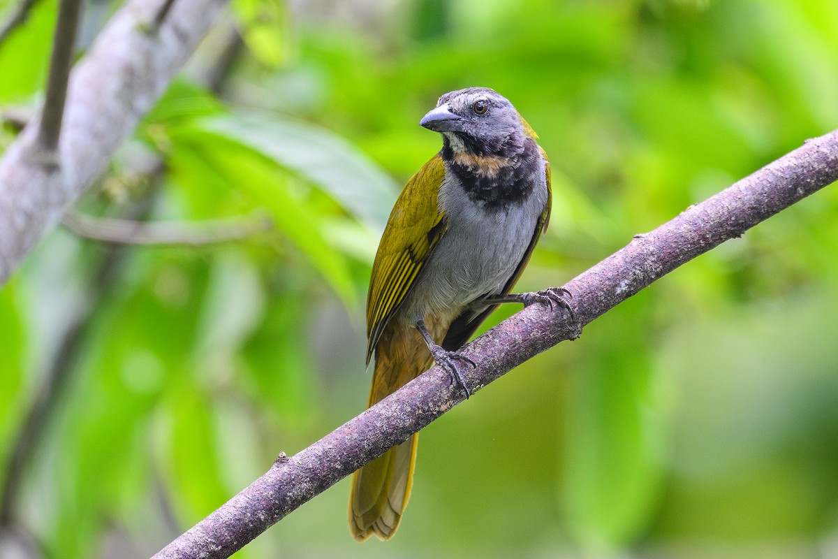 brunstrupesaltator - ML635590575