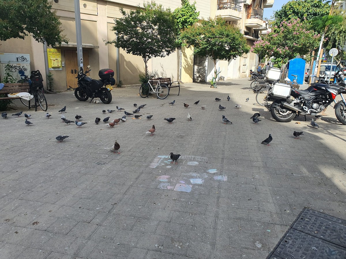 Rock Pigeon - ML635590588
