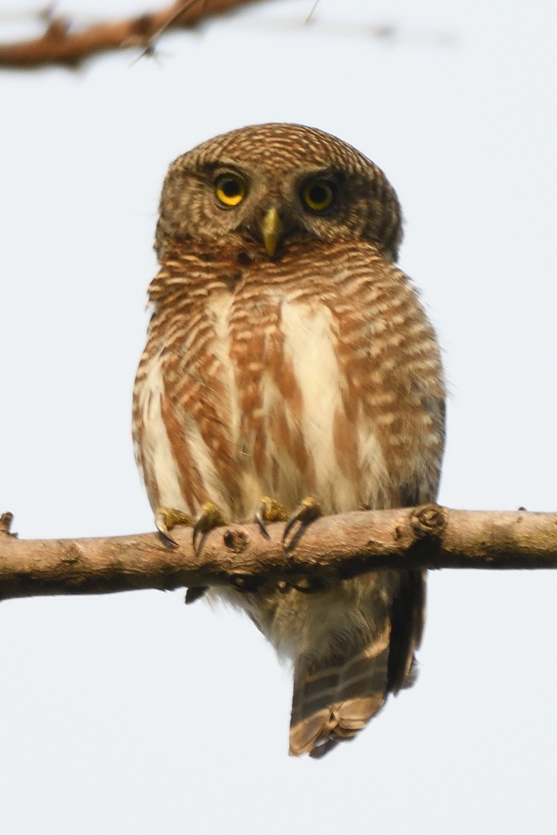 Asian Barred Owlet - ML635590638