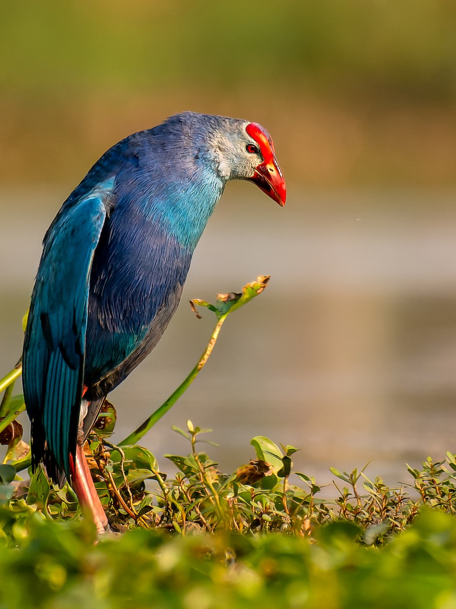 Gray-headed Swamphen - ML635590645