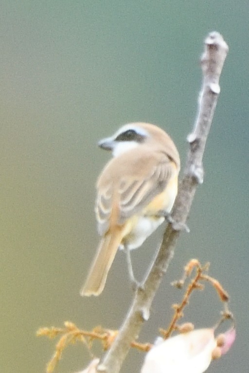 Brown Shrike - ML635590790