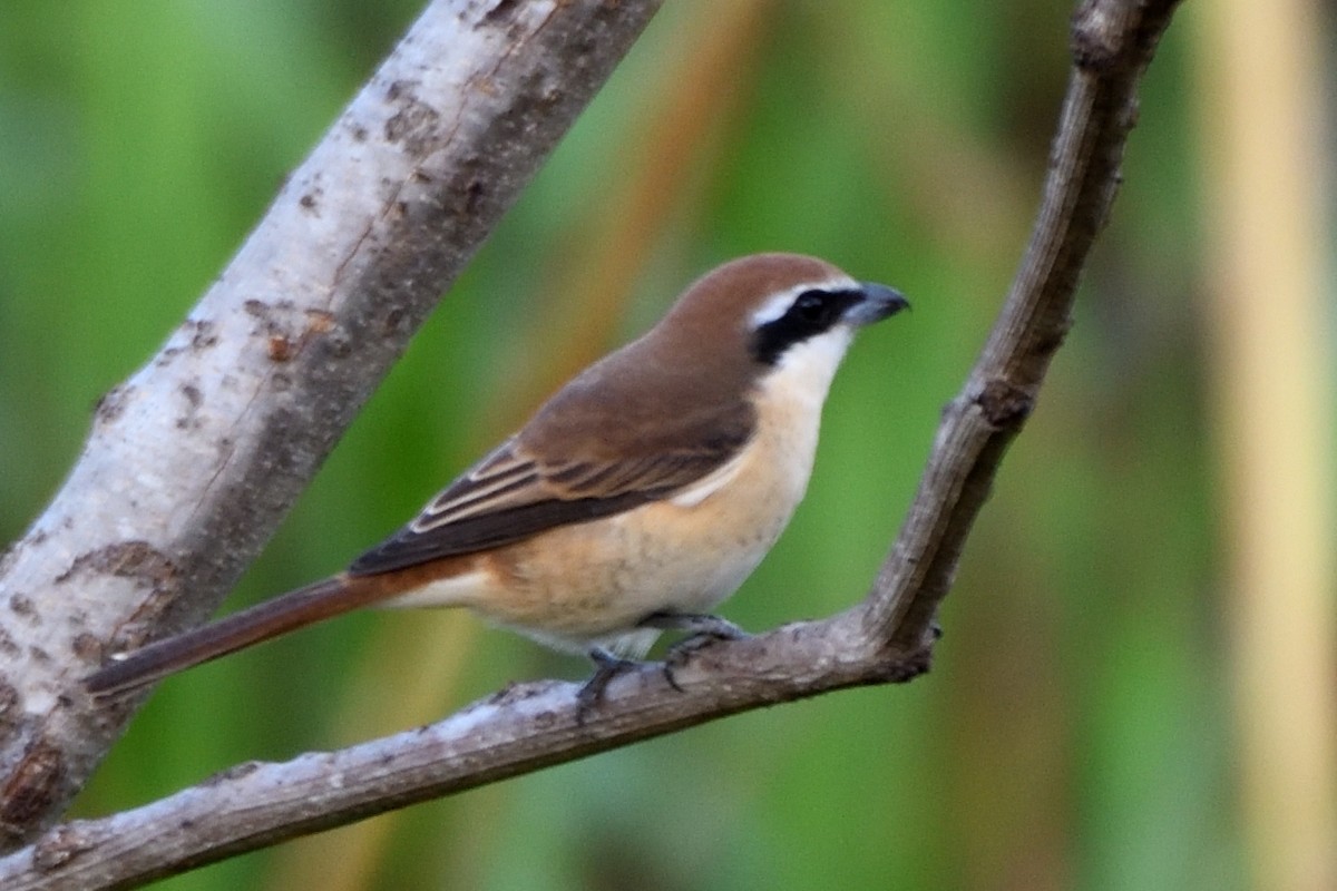 Brown Shrike - ML635590791