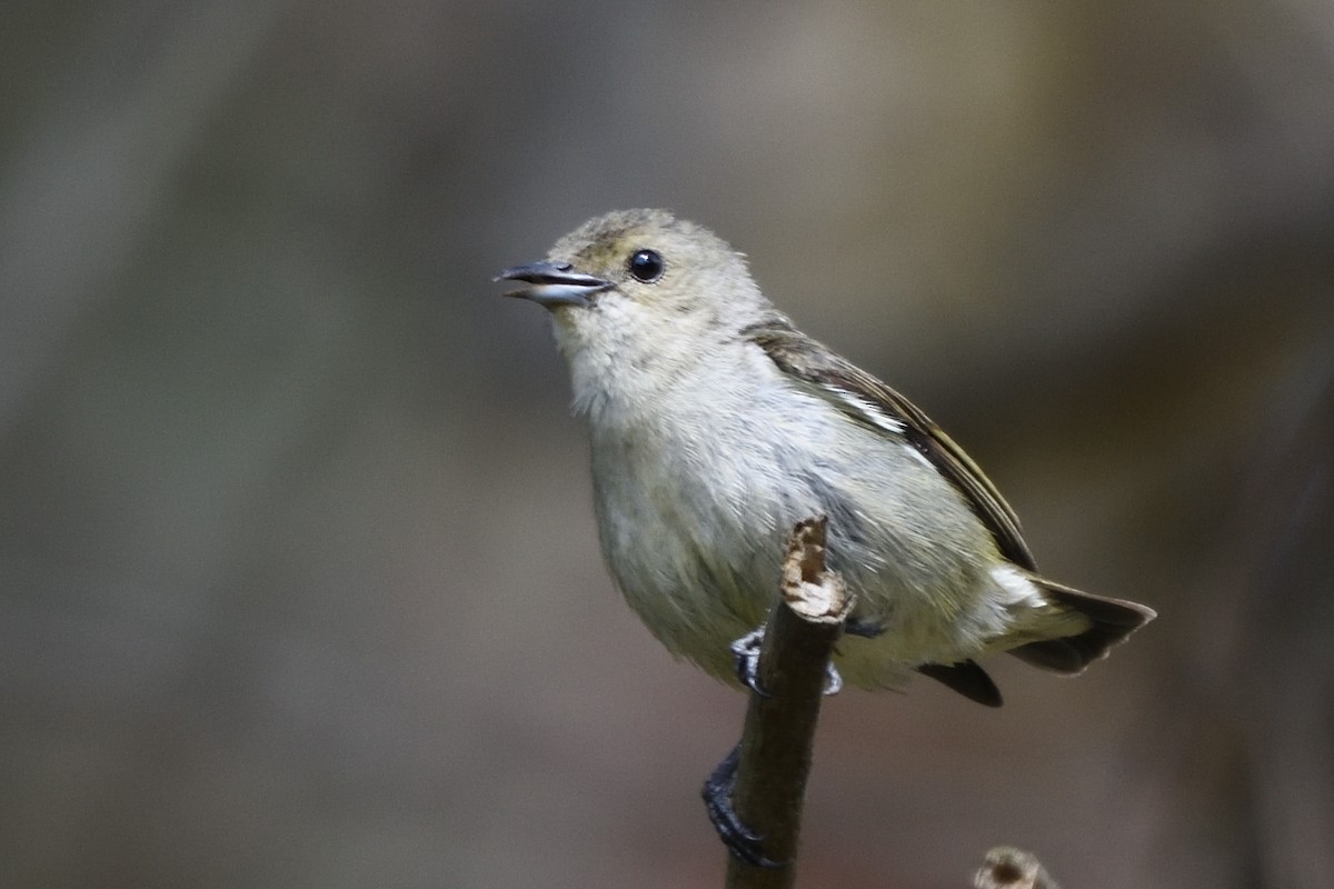Plain Flowerpecker - ML635590797