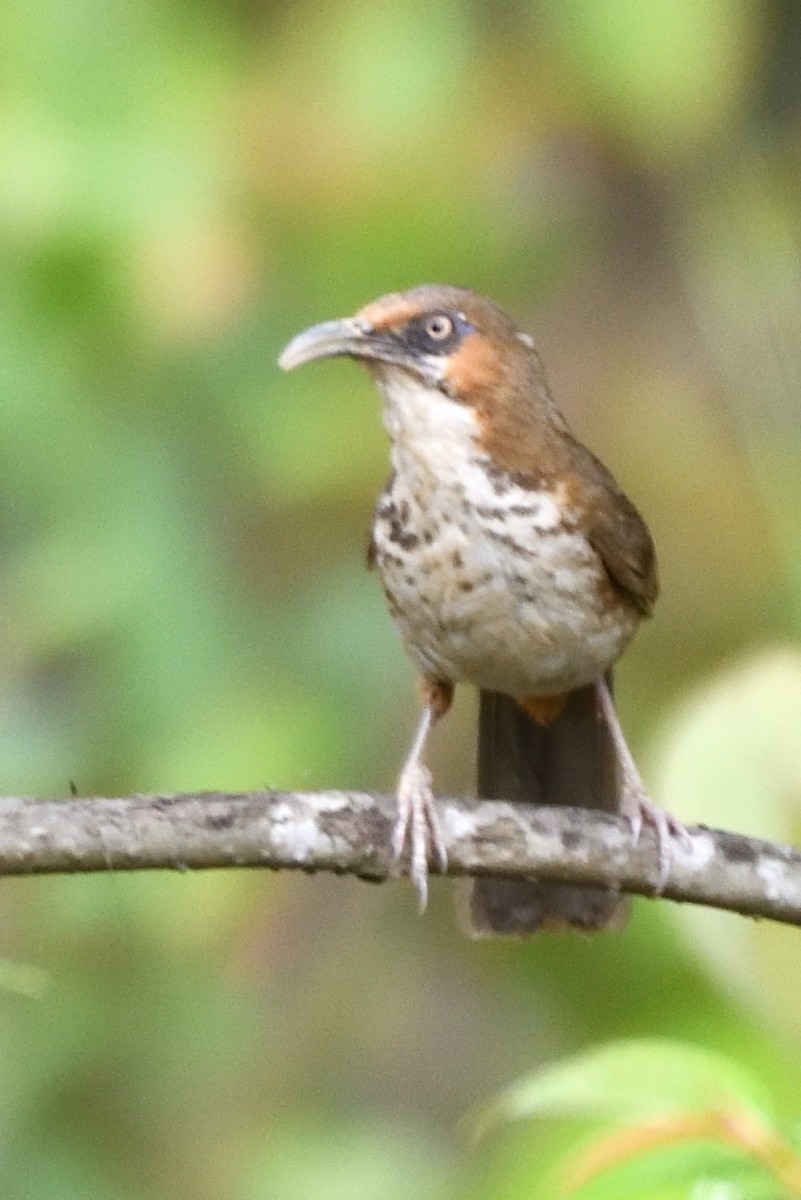 Spot-breasted Scimitar-Babbler - ML635590805