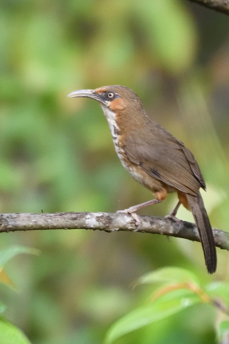 Spot-breasted Scimitar-Babbler - ML635590806