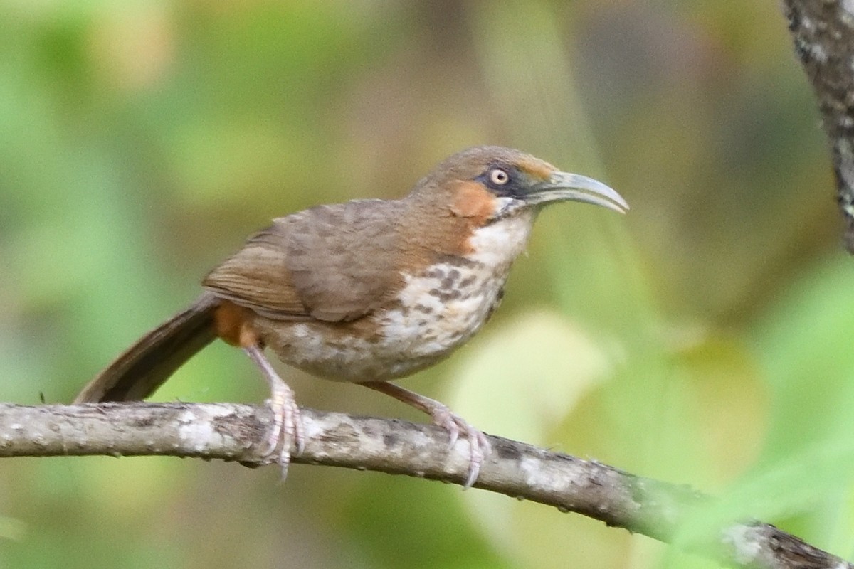 Spot-breasted Scimitar-Babbler - ML635590807