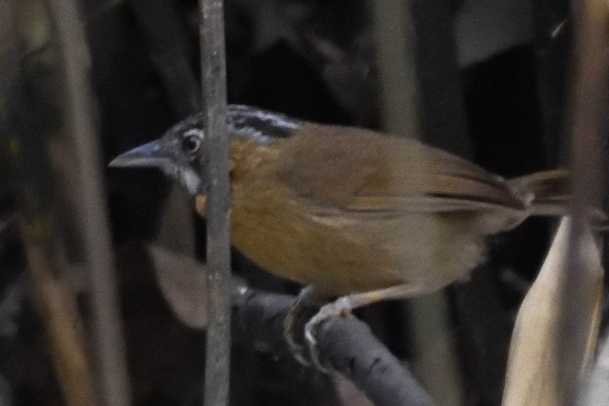 Gray-throated Babbler - ML635590815