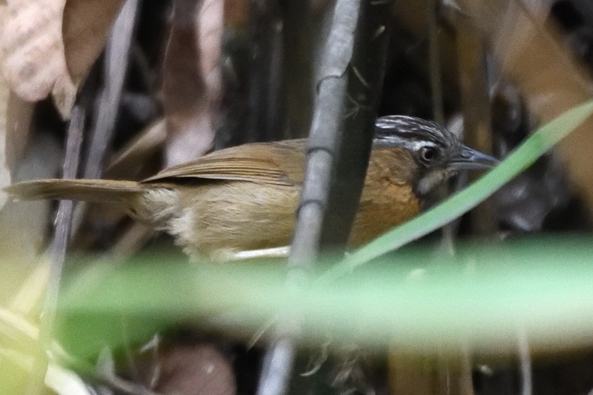Gray-throated Babbler - ML635590816