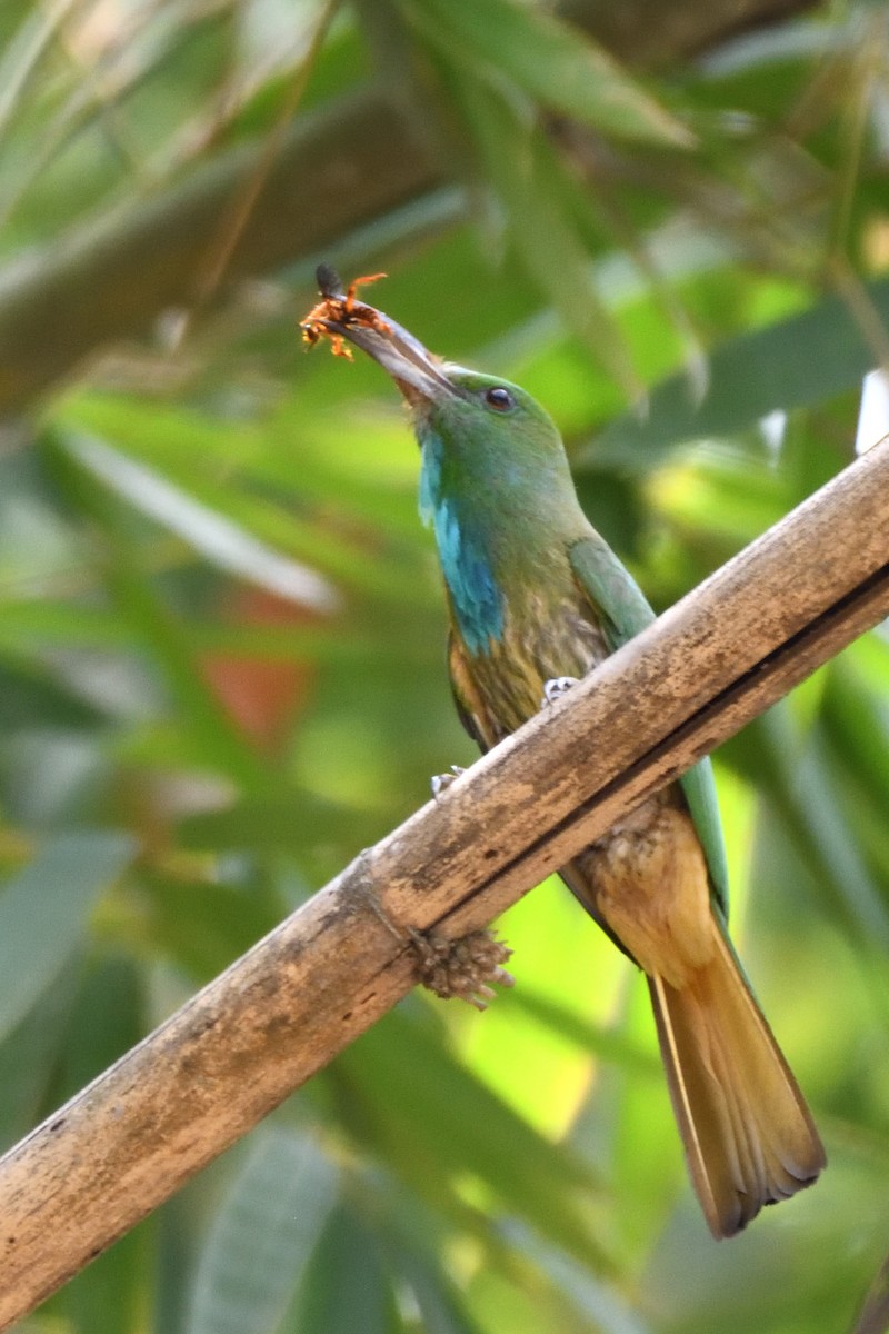 Blue-bearded Bee-eater - ML635590829