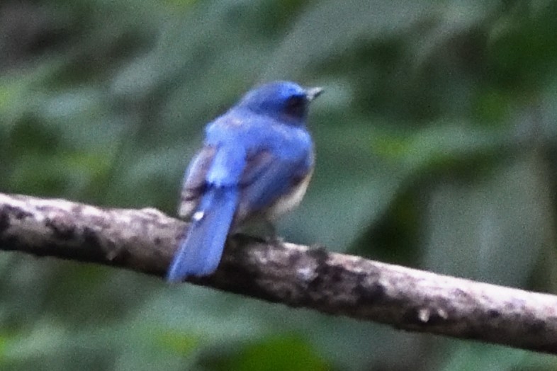 Small Niltava - ML635590875