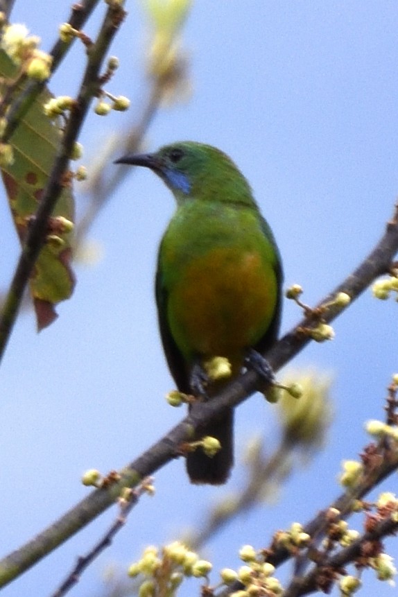 Orange-bellied Leafbird - ML635590880