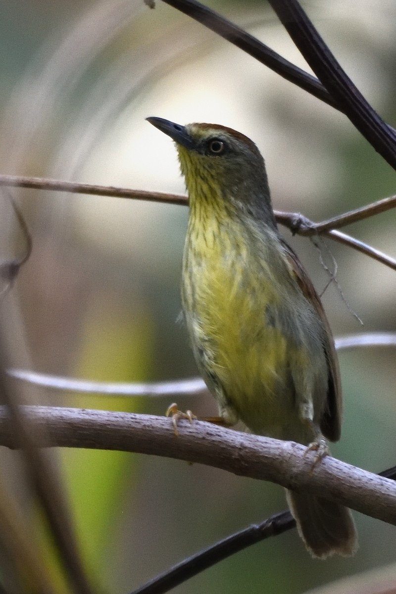Pin-striped Tit-Babbler - ML635590883