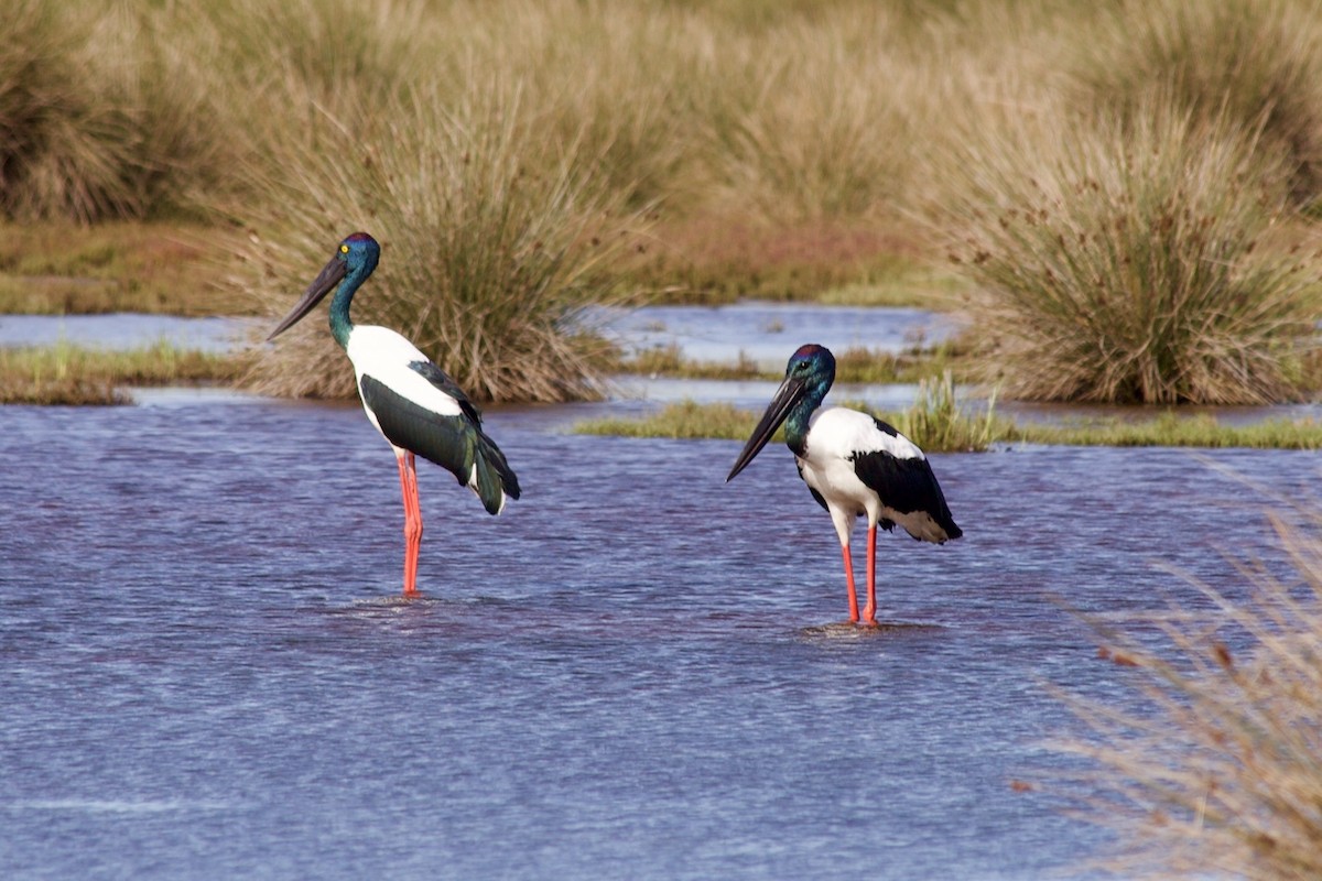 Black-necked Stork - ML635590892