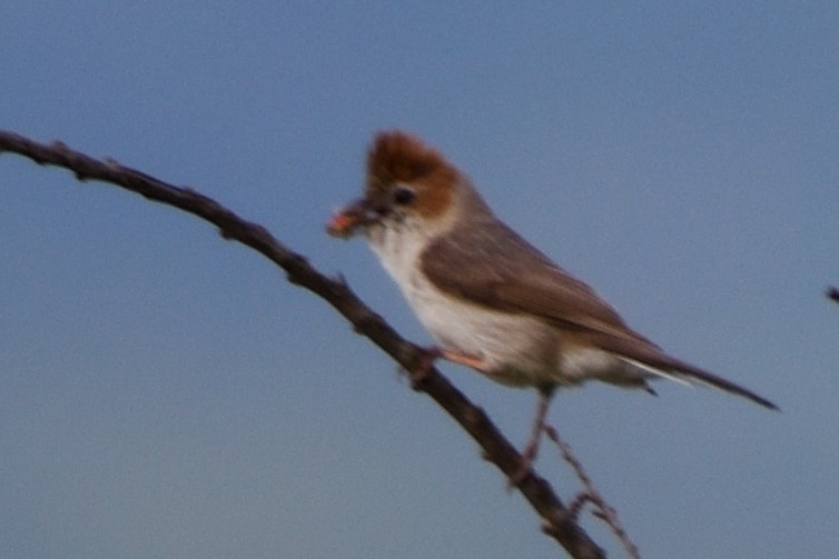 Striated Yuhina - ML635590919