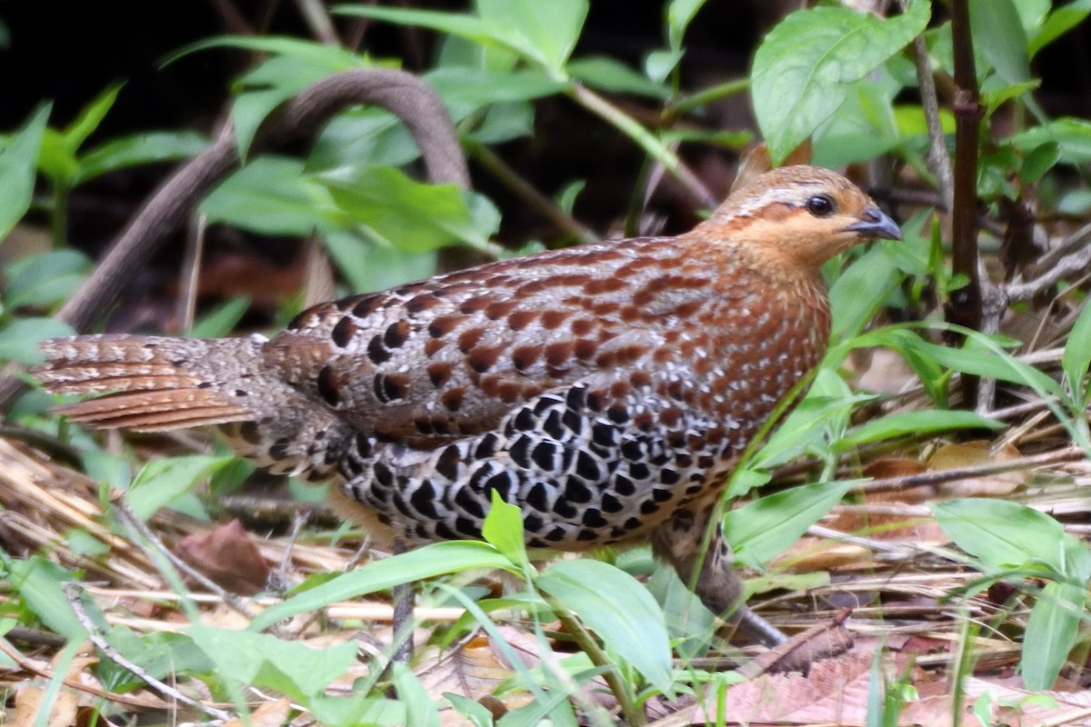 Mountain Bamboo-Partridge - ML635590977