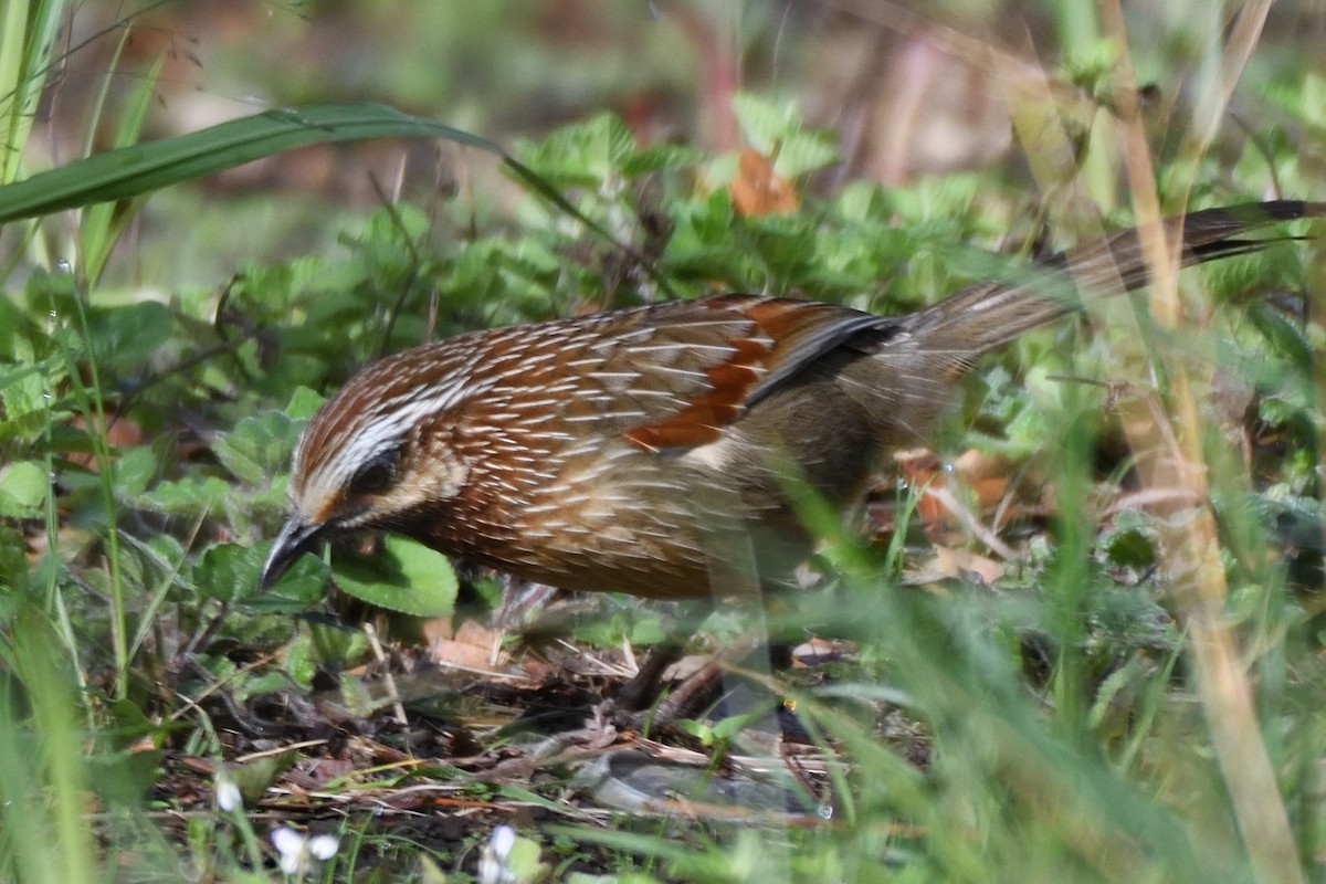 Striped Laughingthrush - ML635591018