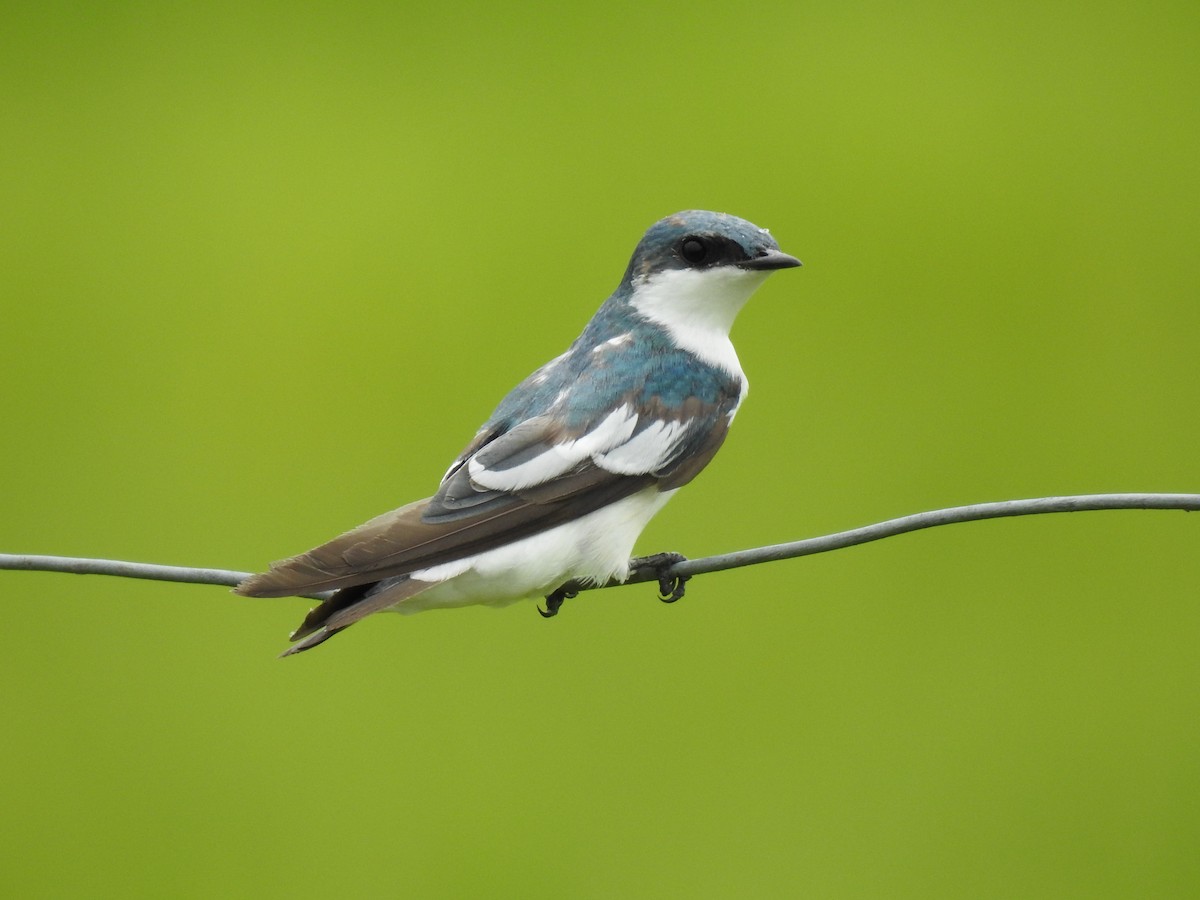 White-winged Swallow - ML635591034