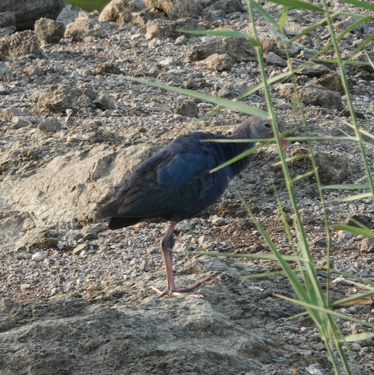 Gray-headed Swamphen - ML635591065