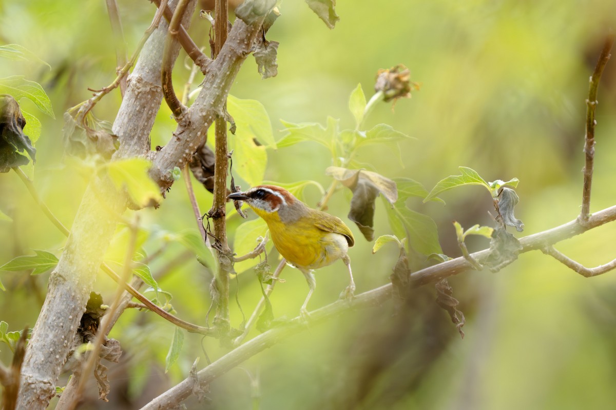 Rufous-capped Warbler (salvini) - ML635591107