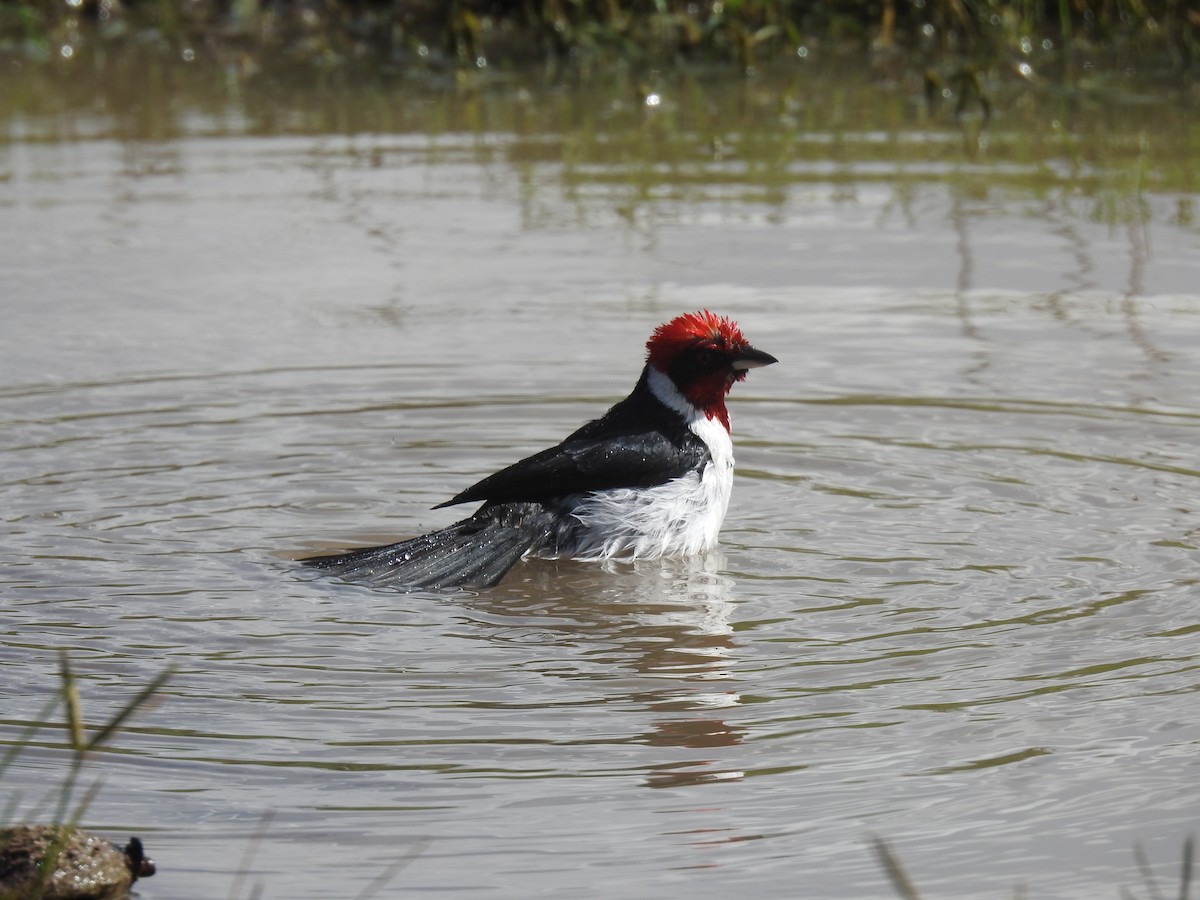Masked Cardinal - ML635591113