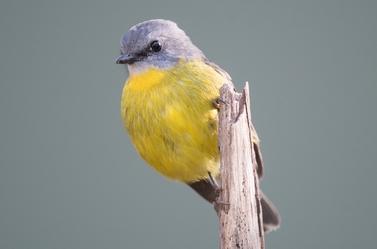 Eastern Yellow Robin - ML635591133