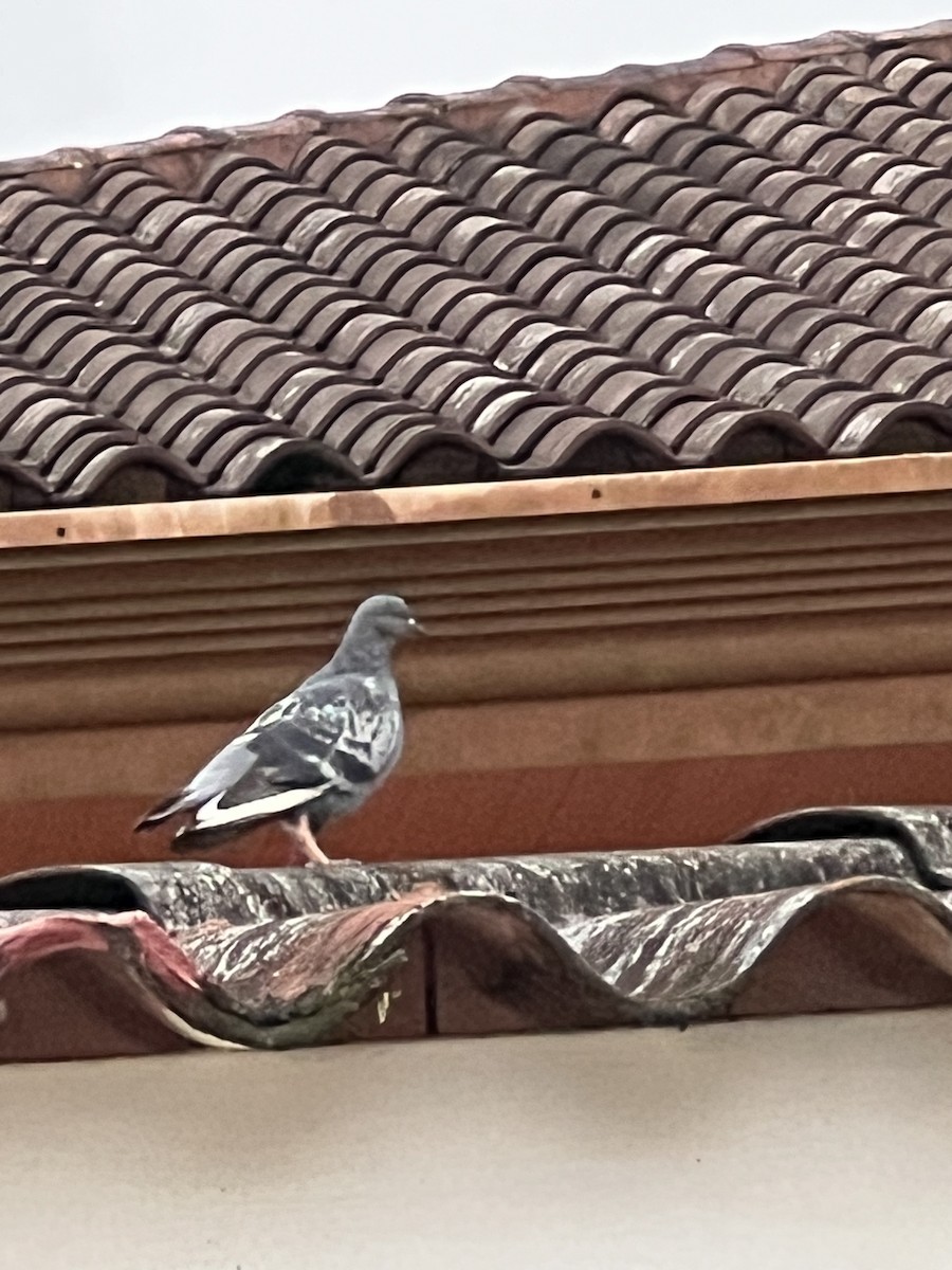 Rock Pigeon (Feral Pigeon) - ML635591338