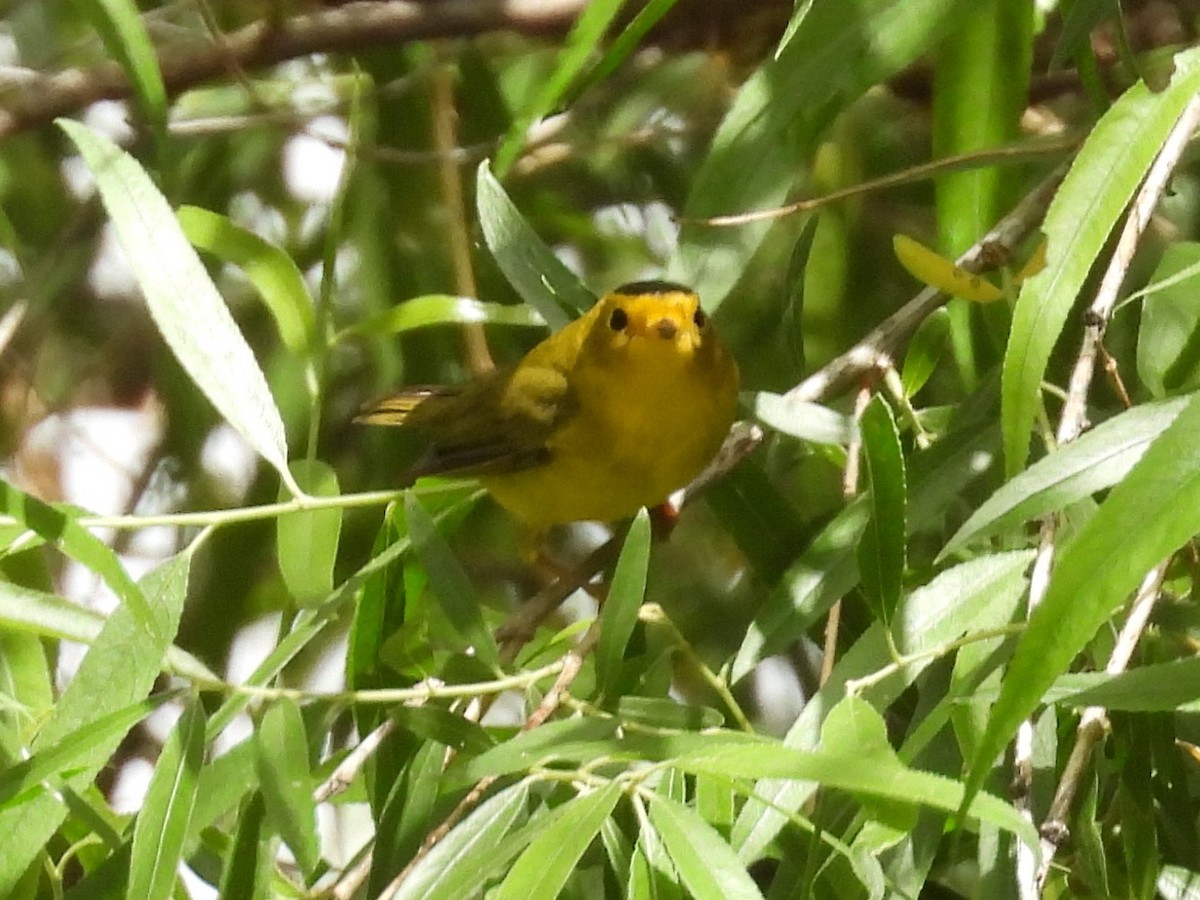 Wilson's Warbler - ML635591346