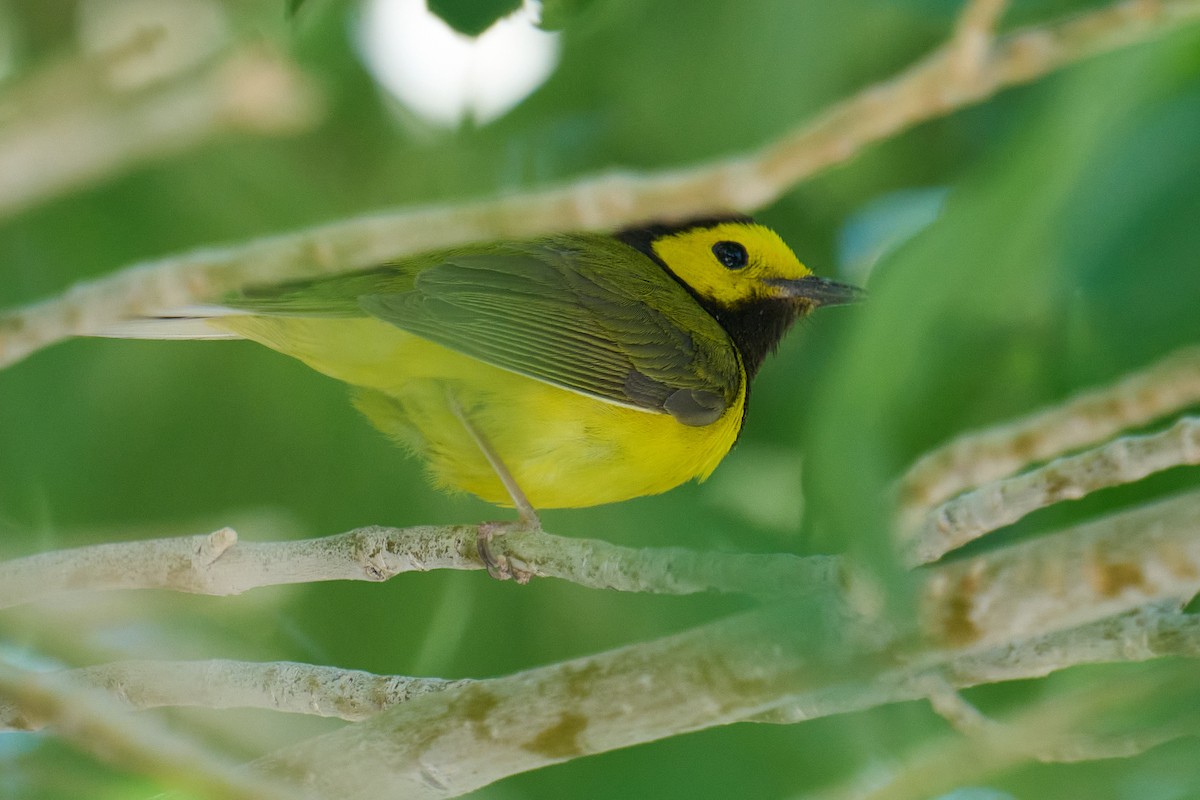 Hooded Warbler - ML635591354