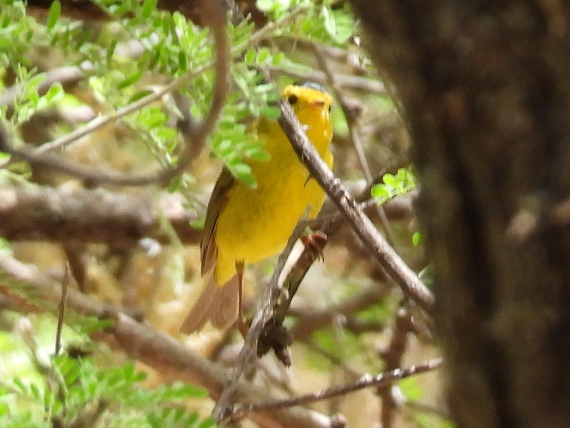 Wilson's Warbler - ML635591467