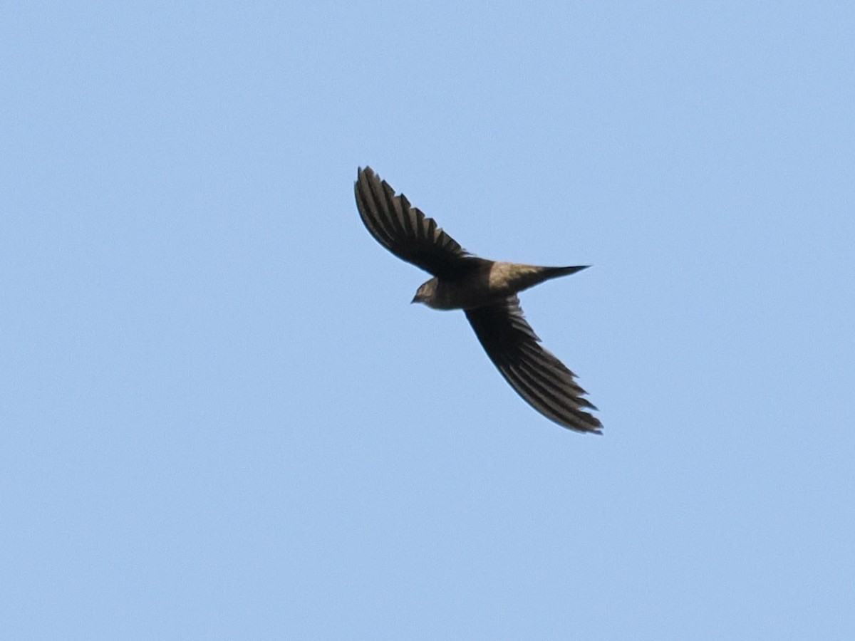 Asian Palm Swift - ML635591495