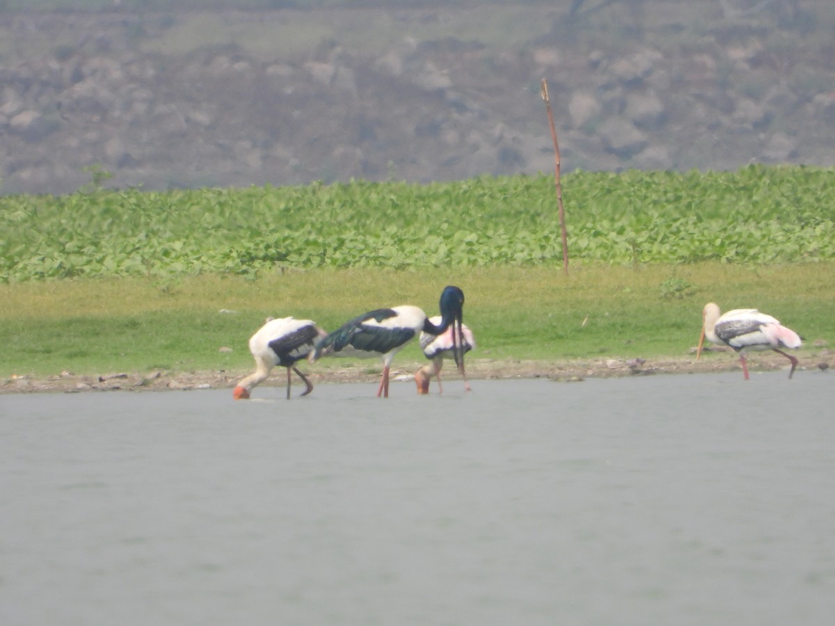 Black-necked Stork - ML635591527
