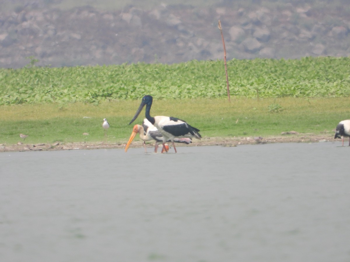 Black-necked Stork - ML635591528