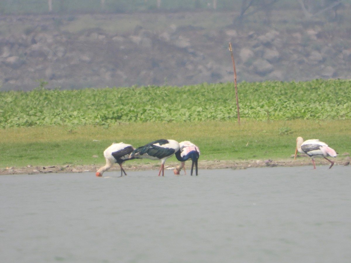 Black-necked Stork - ML635591529