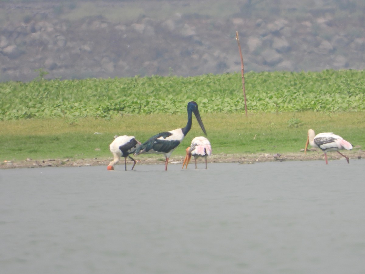 Black-necked Stork - ML635591530