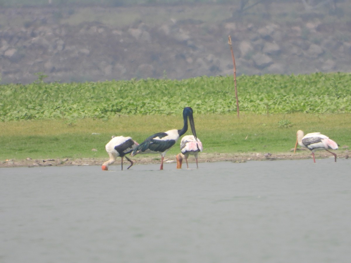 Black-necked Stork - ML635591531