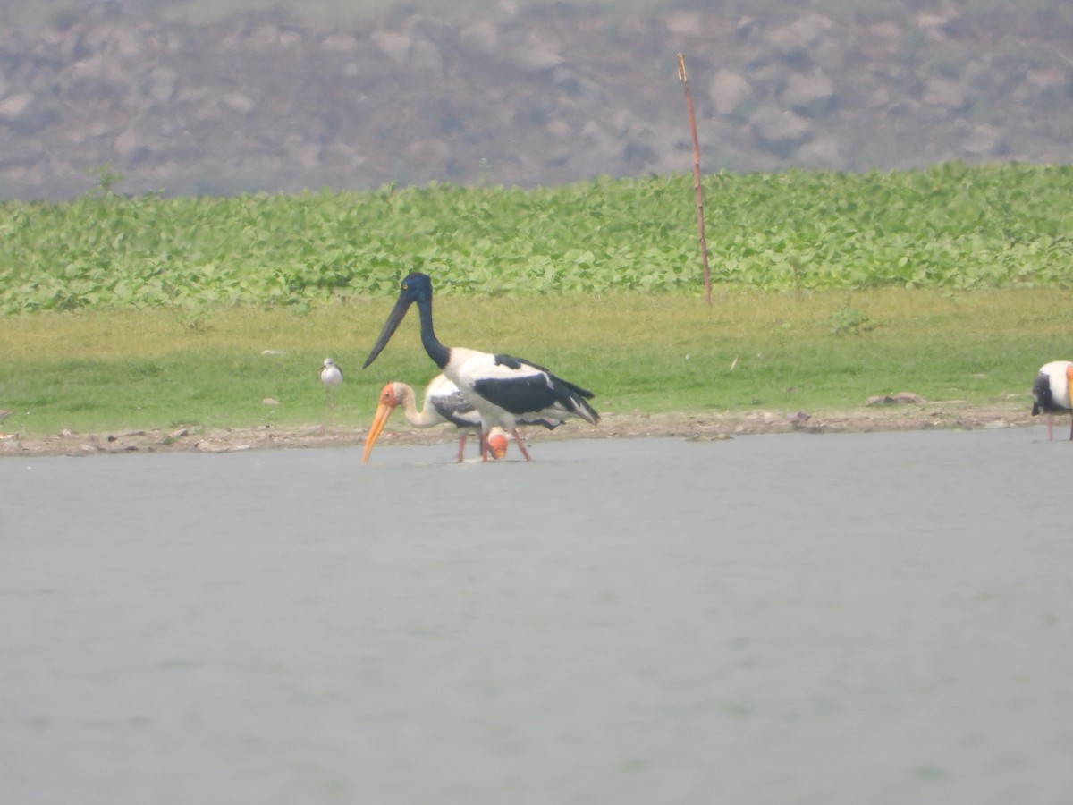 Black-necked Stork - ML635591532