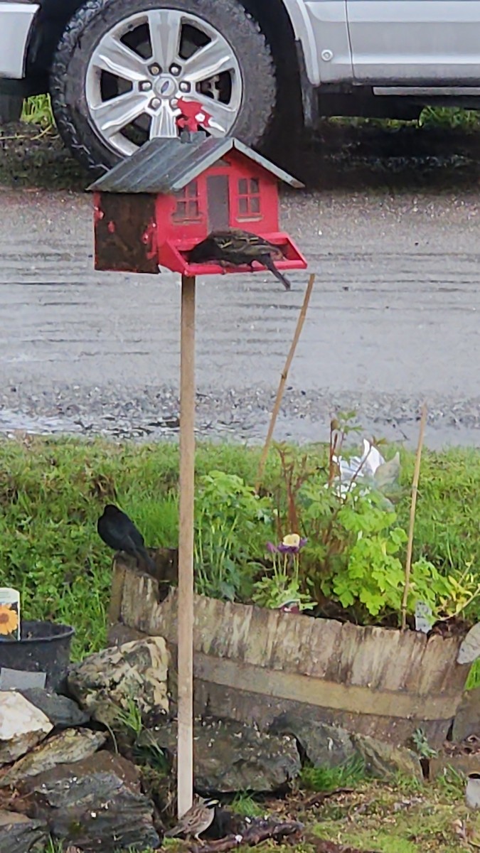 Brown-headed Cowbird - ML635591561
