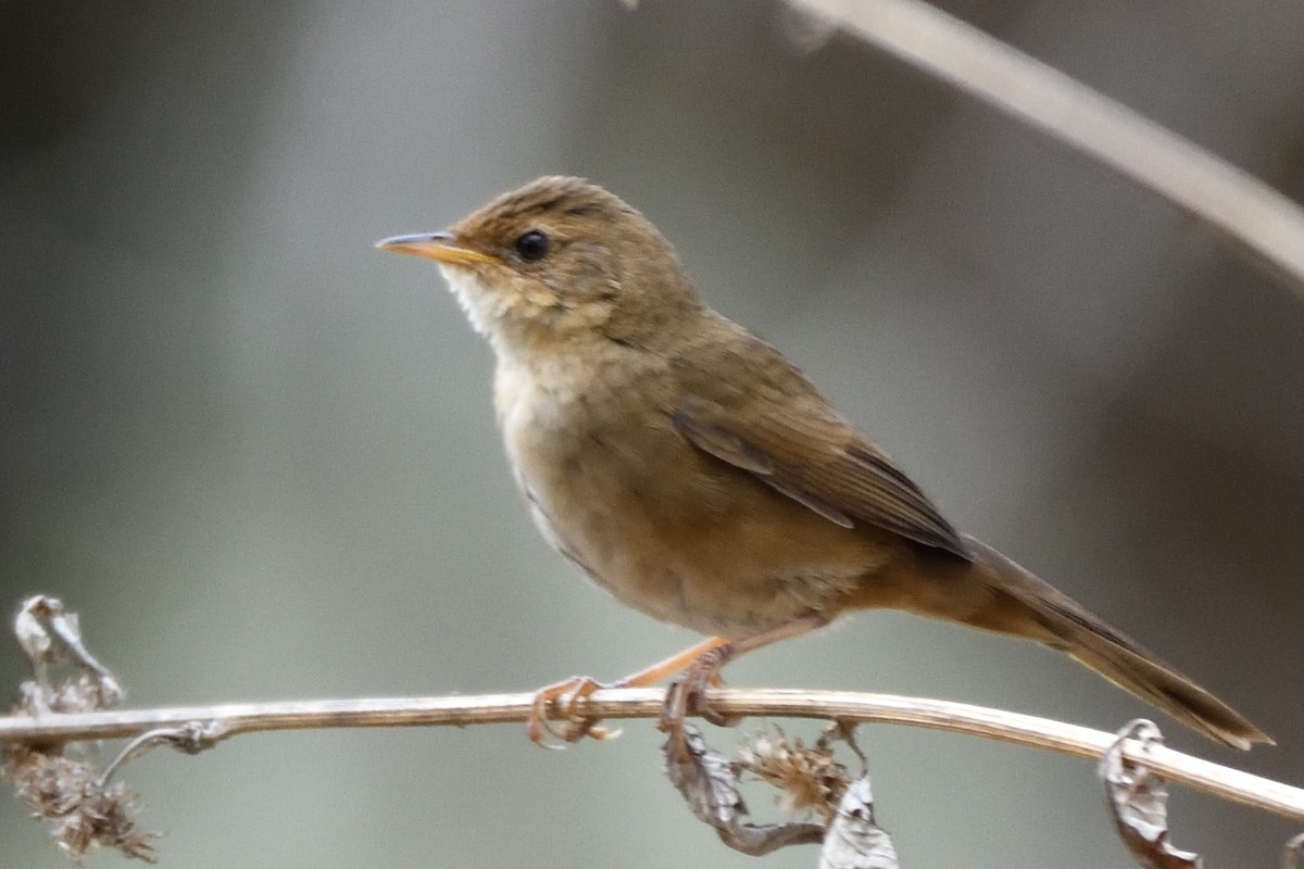 Brownish-flanked Bush Warbler - ML635591575