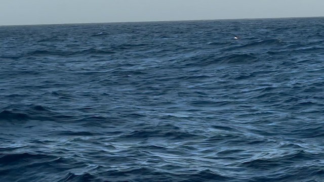 Albatros de Laysan - ML635591615