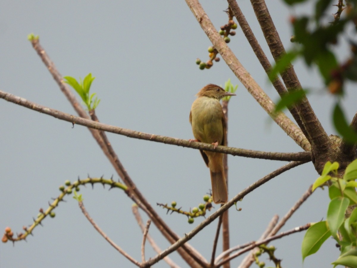 Olive Bulbul - ML635591636