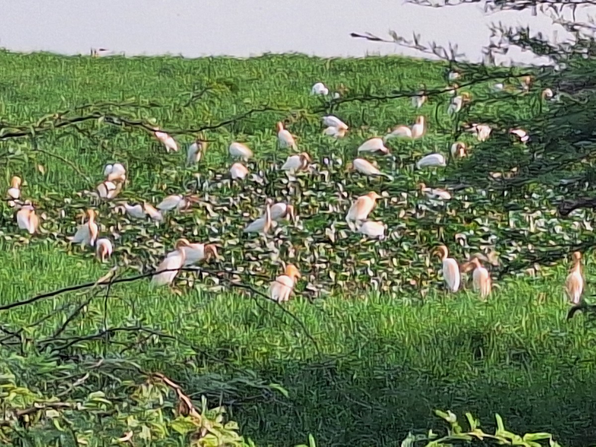 Eastern Cattle-Egret - ML635591643